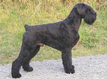 Schnauzer Gigante