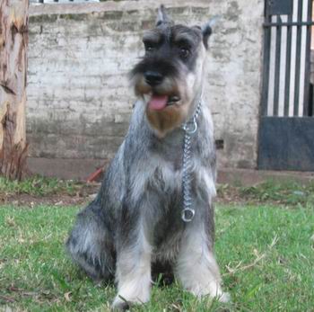 Schnauzer Standard