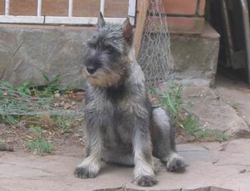 El Schnauzer Standard