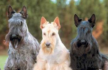 Scottish Terrier