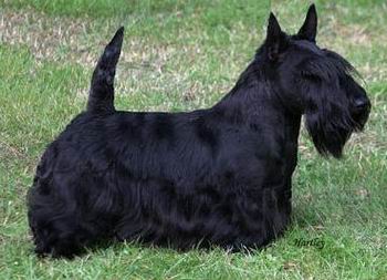 El Scottish Terrier