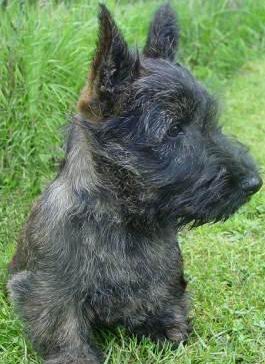 Scottish Terrier fotos