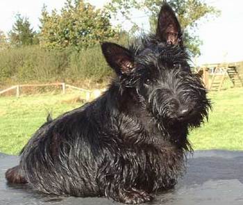 Scottish Terrier