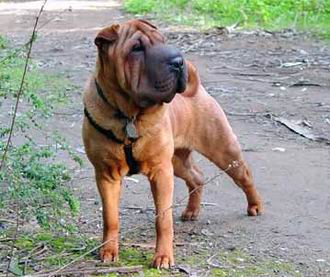 Shar Pei