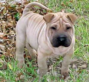 Shar Pei