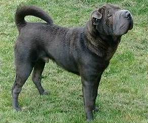 Shar Pei fotos