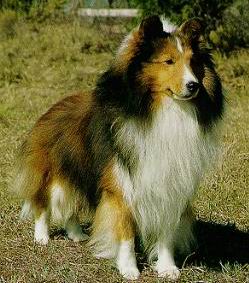 Shetland Sheepdog