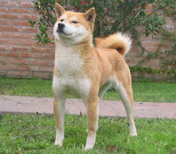 Shiba Inu