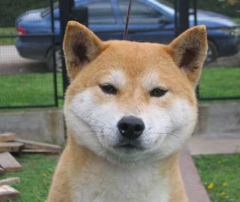 Shiba Inu