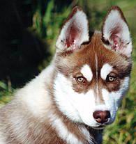 Siberian Husky