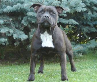 Staffordshire Bull Terrier