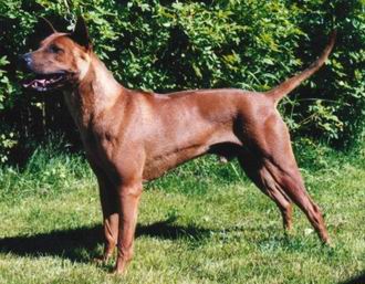 Thai Ridgeback Dog