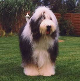 Perro Bobtail - Viejo Pastor Inglés de rabo corto