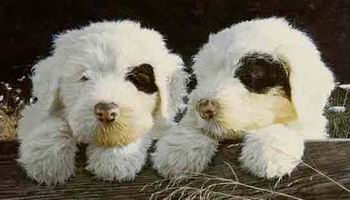 Old English Sheepdog