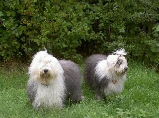 Bobtail o antiguo perro de pastor inglés