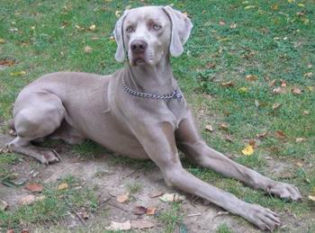 Weimaraner