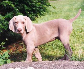 El Weimaraner