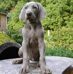 Weimaraner foto