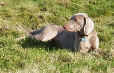 Weimaraner