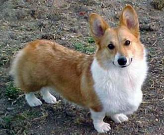 Welsh Corgi Pembroke