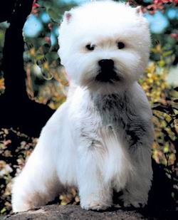 West Highland White Terrier