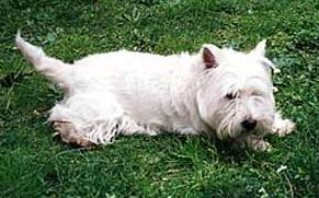 El West Highland White Terrier