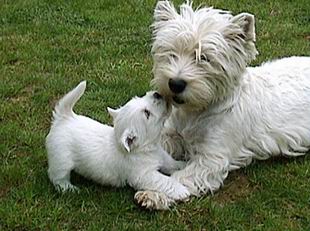 foto West Highland White Terrier