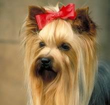 Yorkshire Terrier