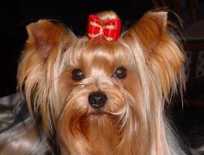 Yorkshire Terrier o Yorky