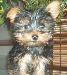 Yorkshire Terrier